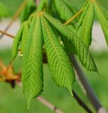 Aesculus hippocastanum