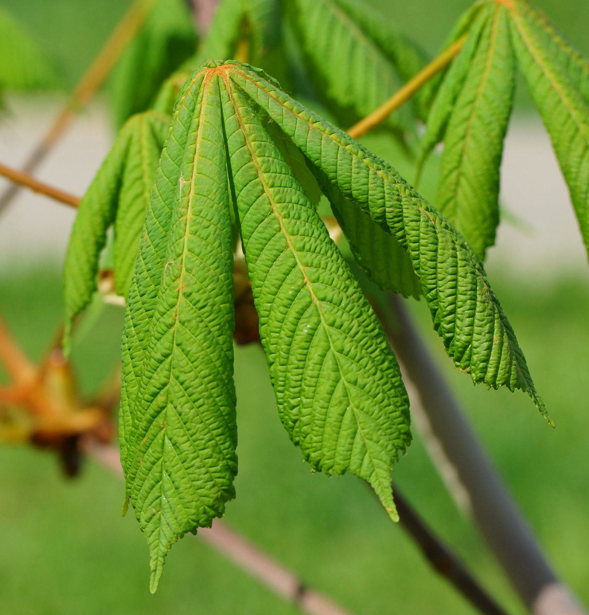 Изображение особи Aesculus hippocastanum.