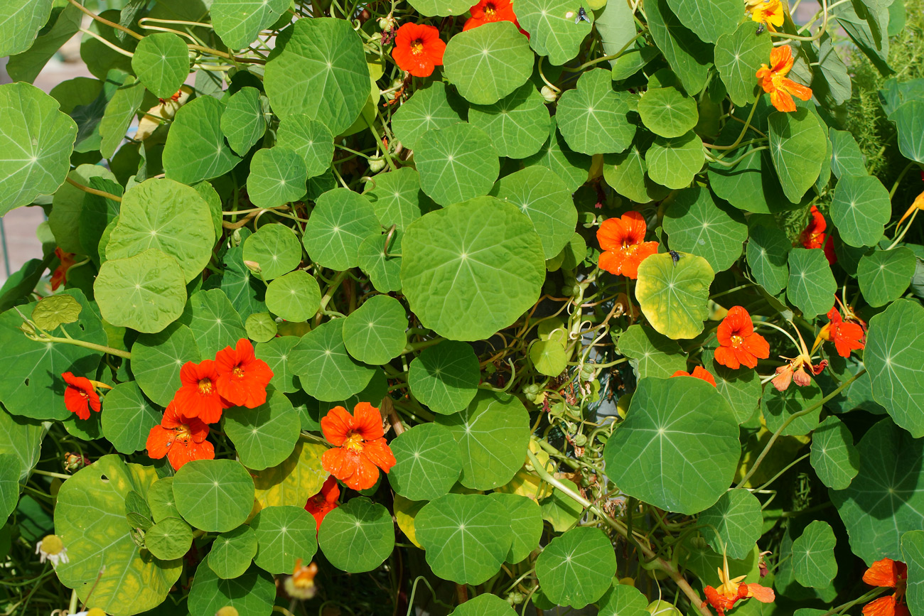 Image of Tropaeolum majus specimen.