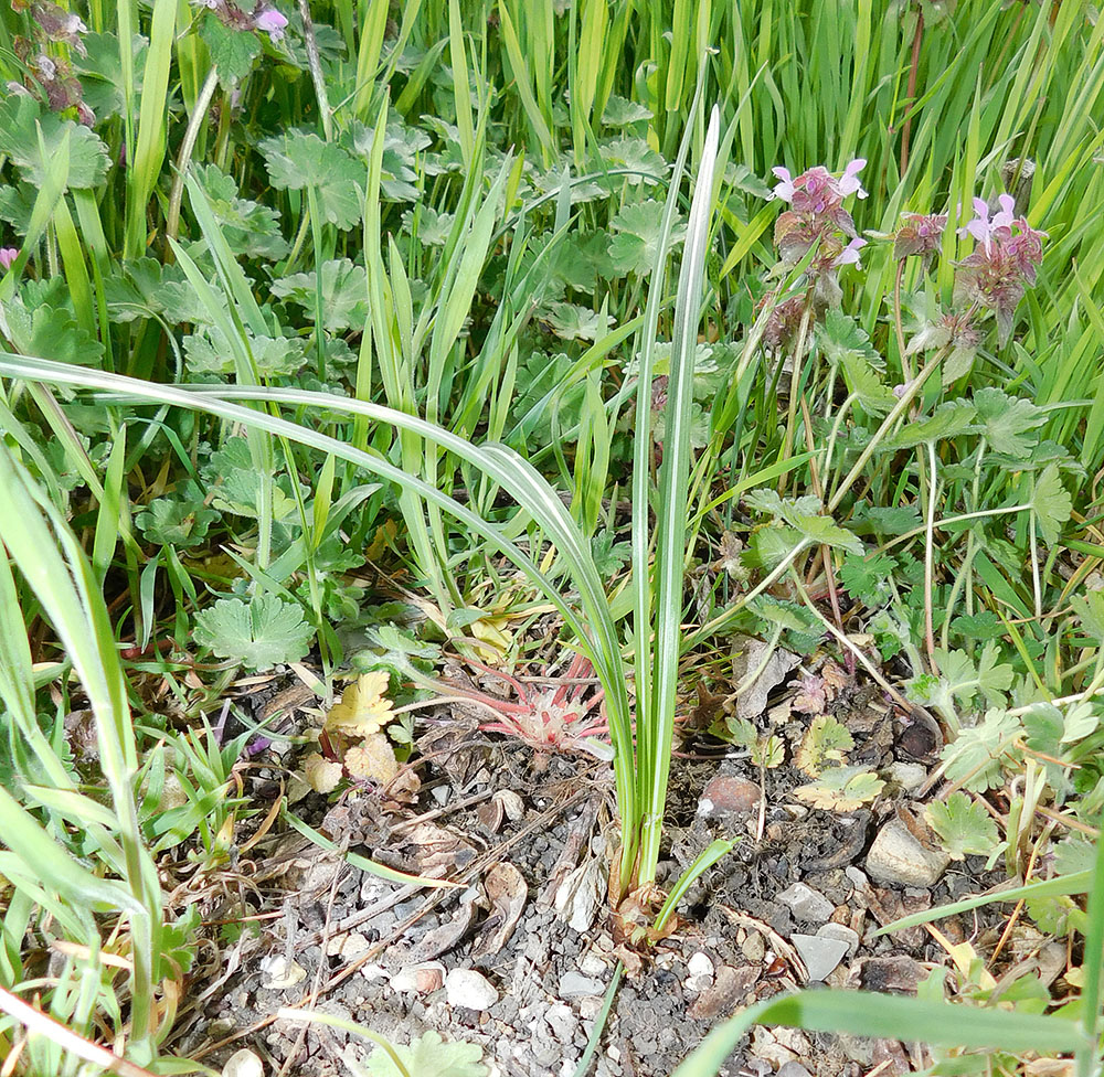 Image of Crocus speciosus specimen.
