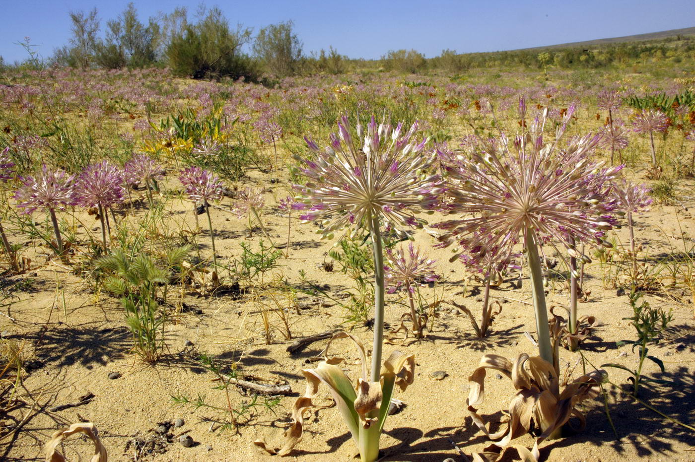 Image of Allium caspium specimen.