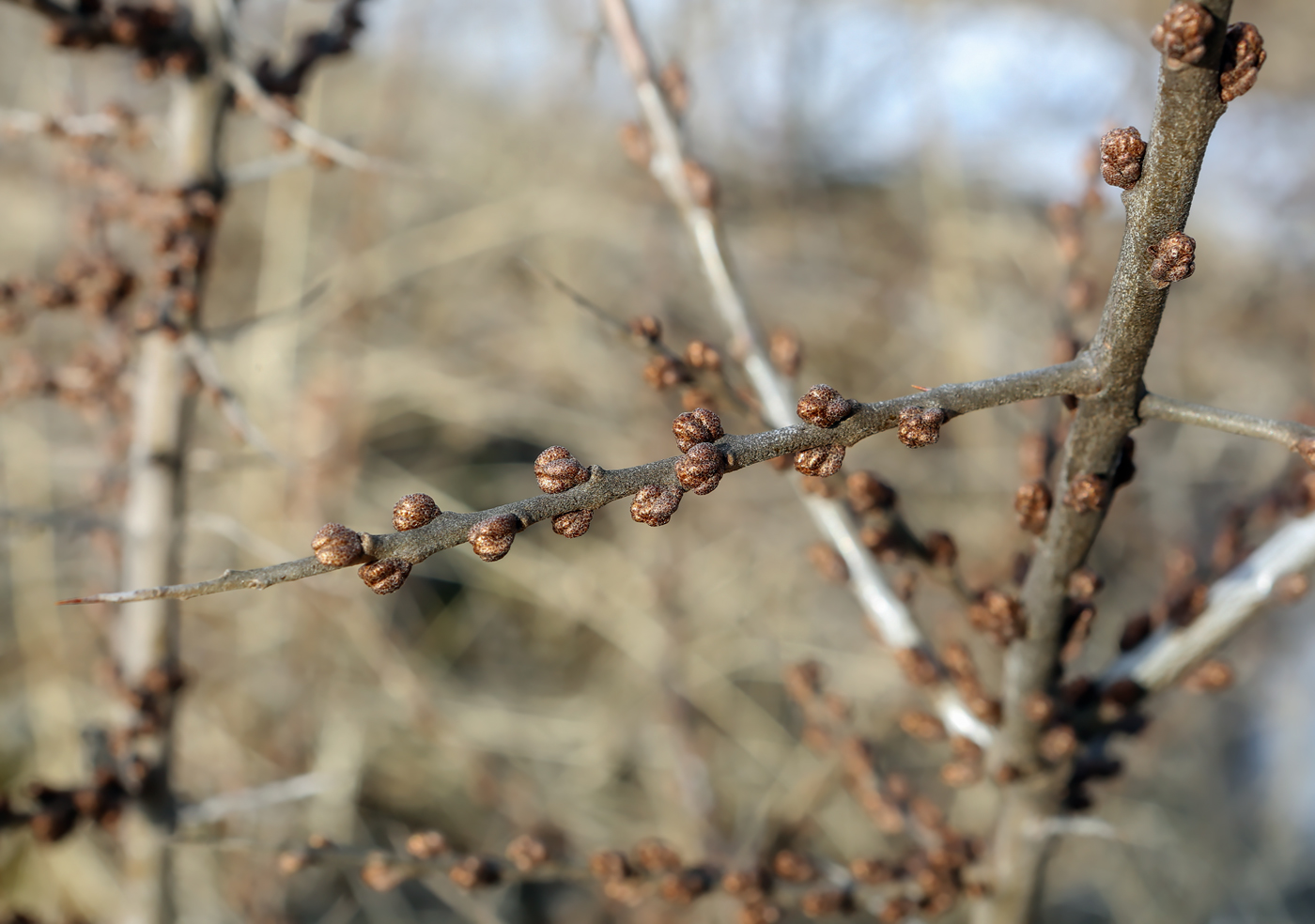 Image of Hippophae rhamnoides specimen.