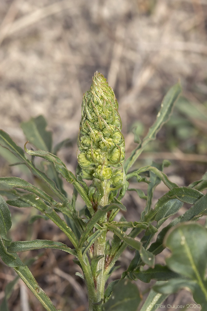 Image of Reseda lutea specimen.