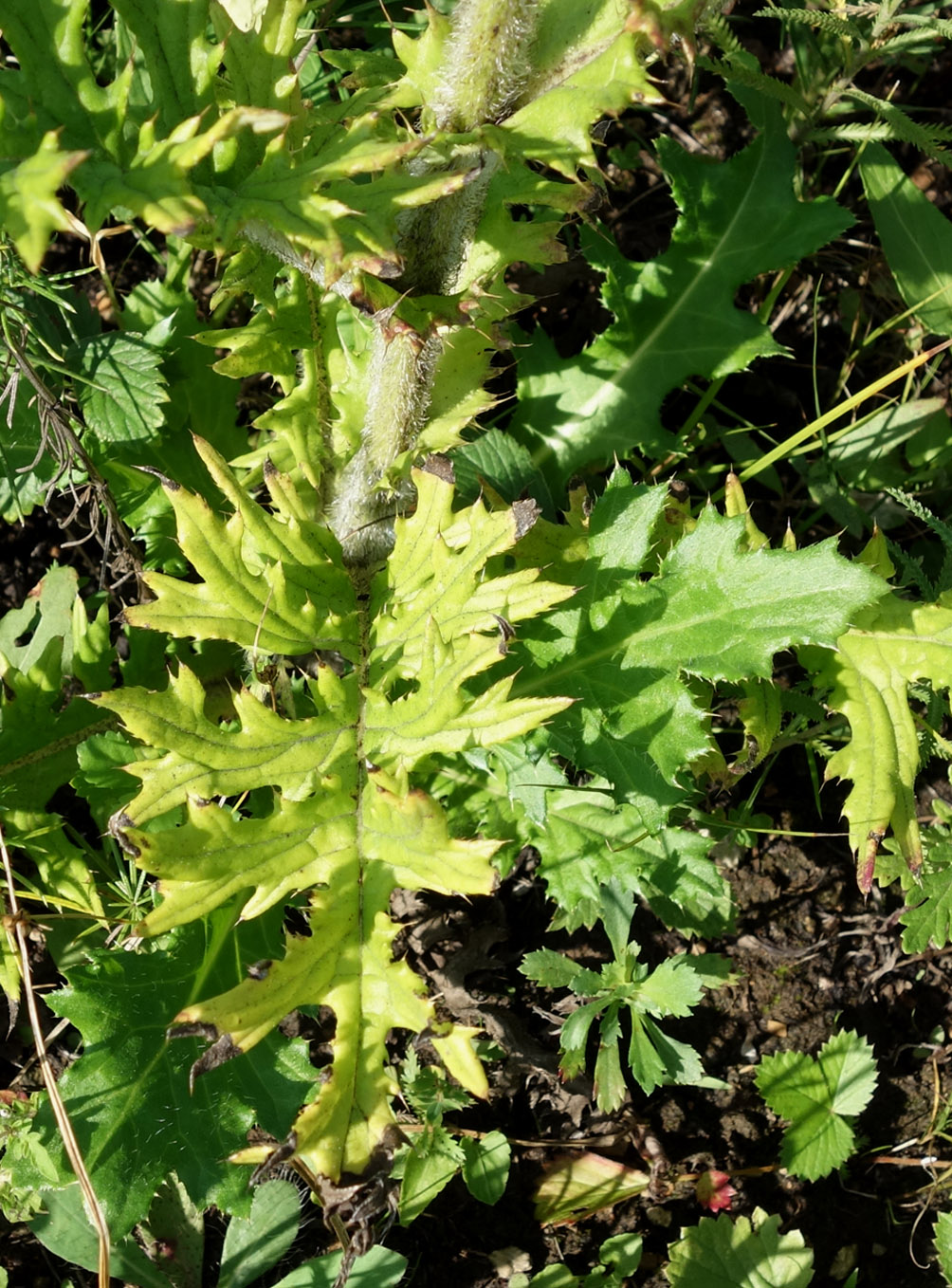 Изображение особи Cirsium maackii.