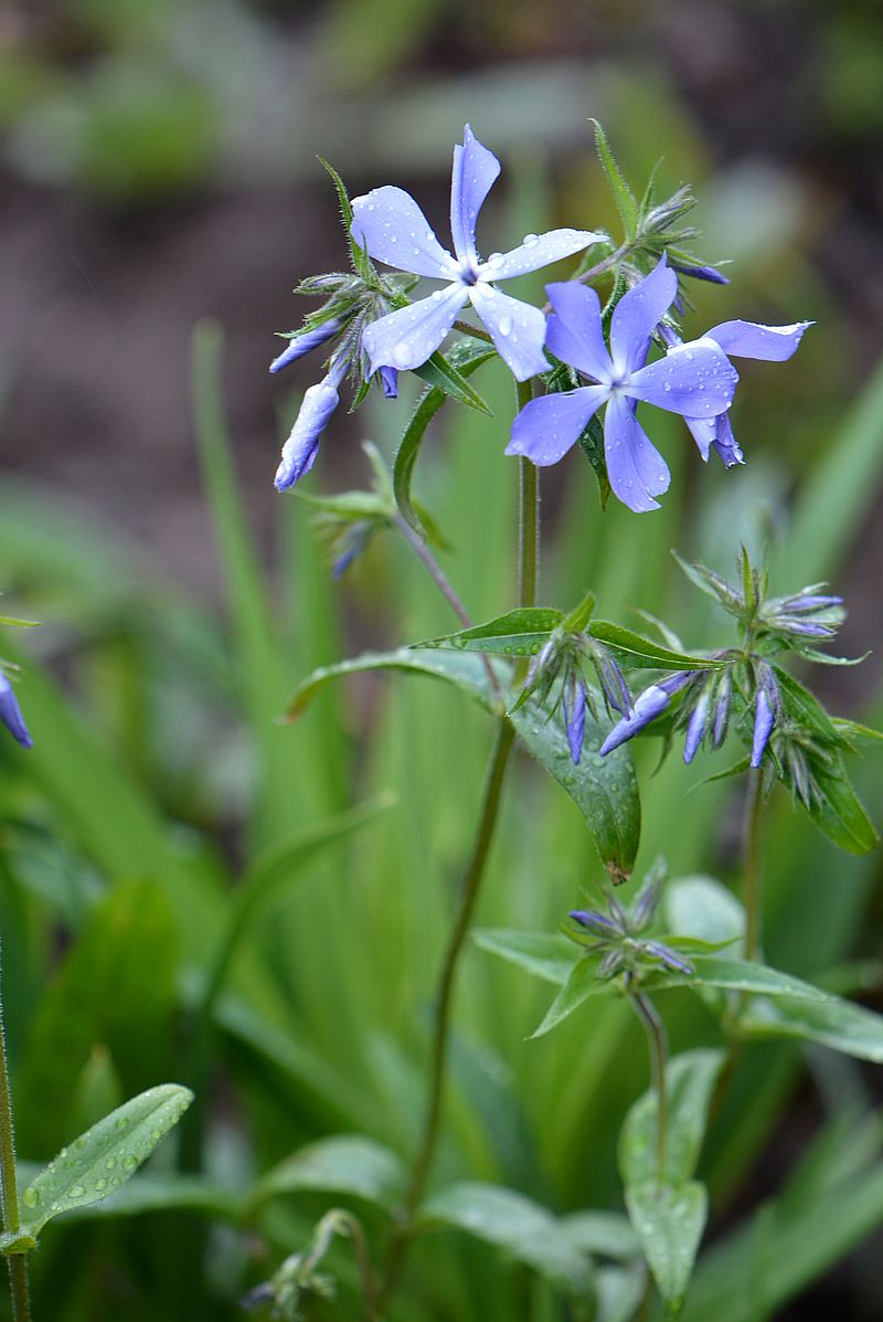 Image of Phlox divaricata specimen.