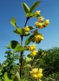 Berberis integerrima