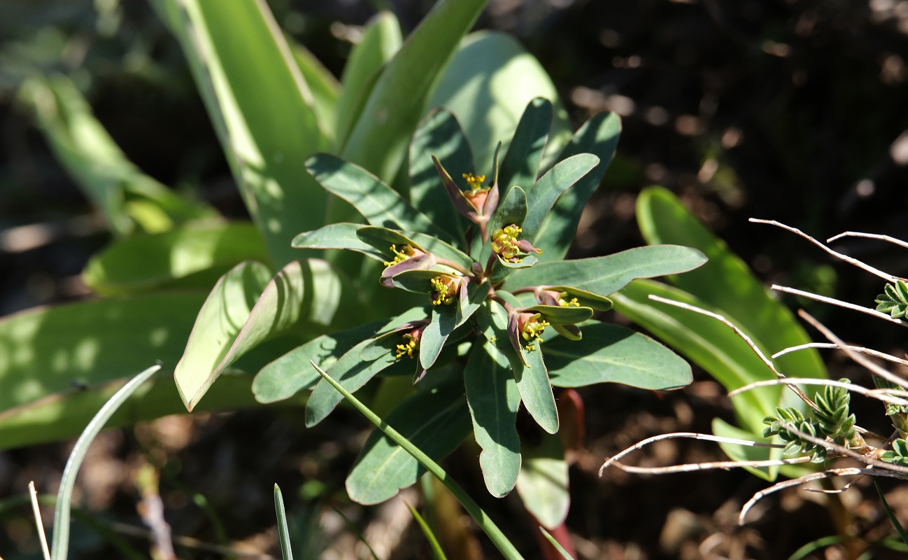 Изображение особи Euphorbia rapulum.