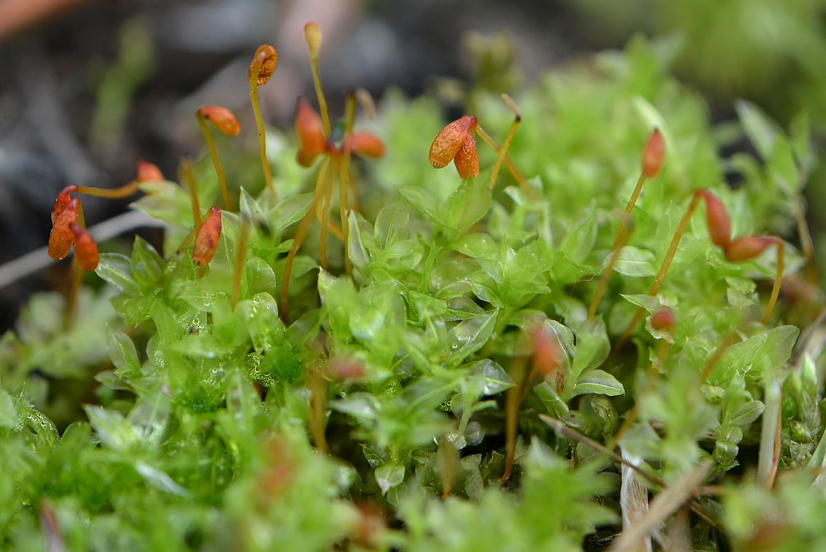 Image of Plagiomnium cuspidatum specimen.