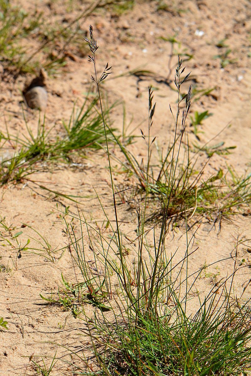 Image of genus Festuca specimen.