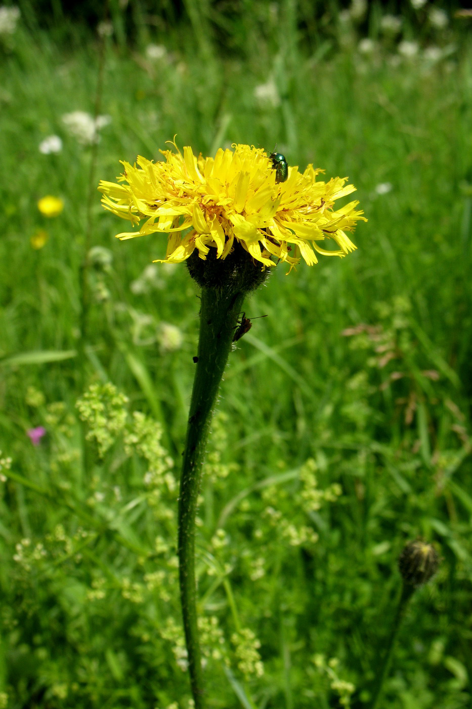 Изображение особи Trommsdorffia maculata.