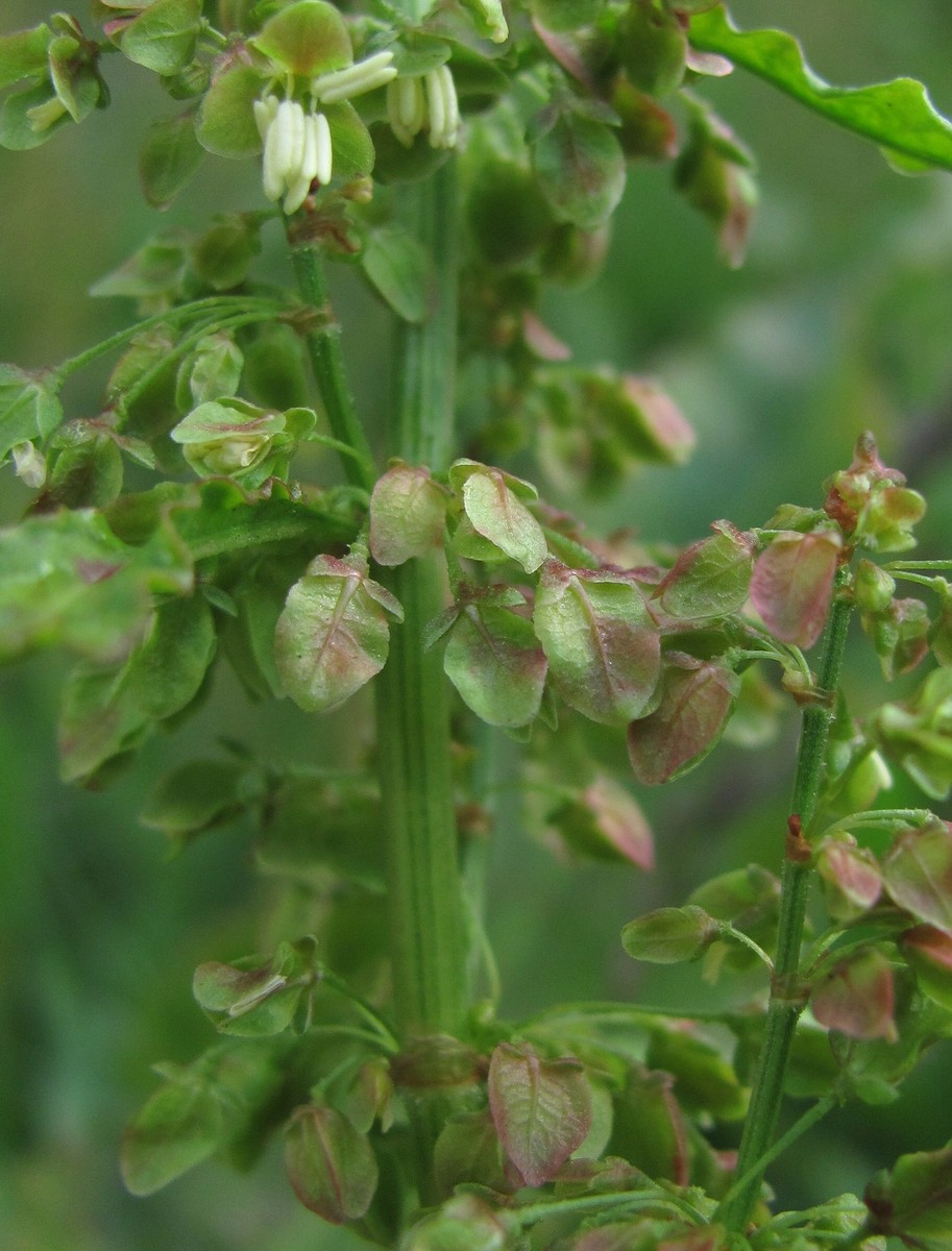 Изображение особи Rumex longifolius.