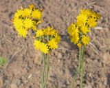 genus Pilosella