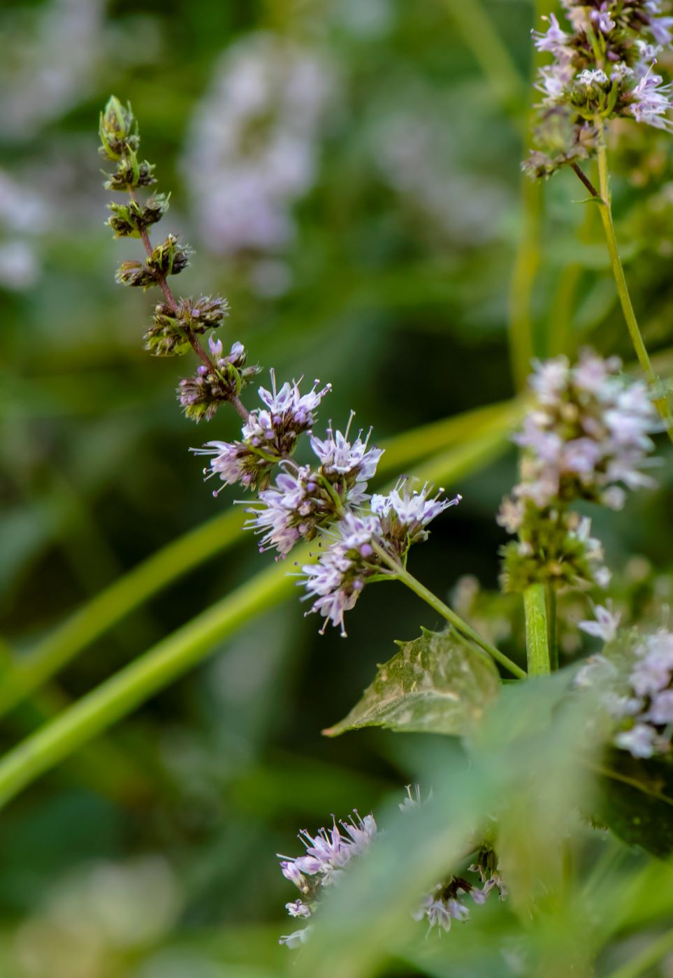 Image of Mentha &times; piperita specimen.