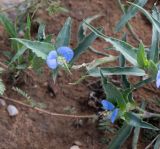 Commelina erecta подвид livingstonii. Верхушки побегов с соцветиями. Намибия, регион Khoma, ок. 40 км западнее г. Виндхук, \"Eagle Rock Guest Farm\"; плато Khomas, ок. 1900 м н. у. м., саванновое редколесье. 25.02.2020.