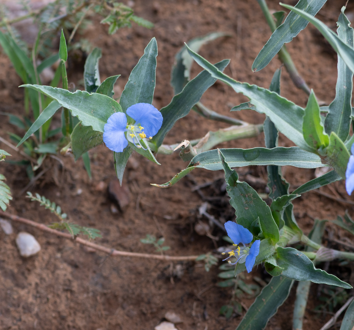 Изображение особи Commelina erecta ssp. livingstonii.