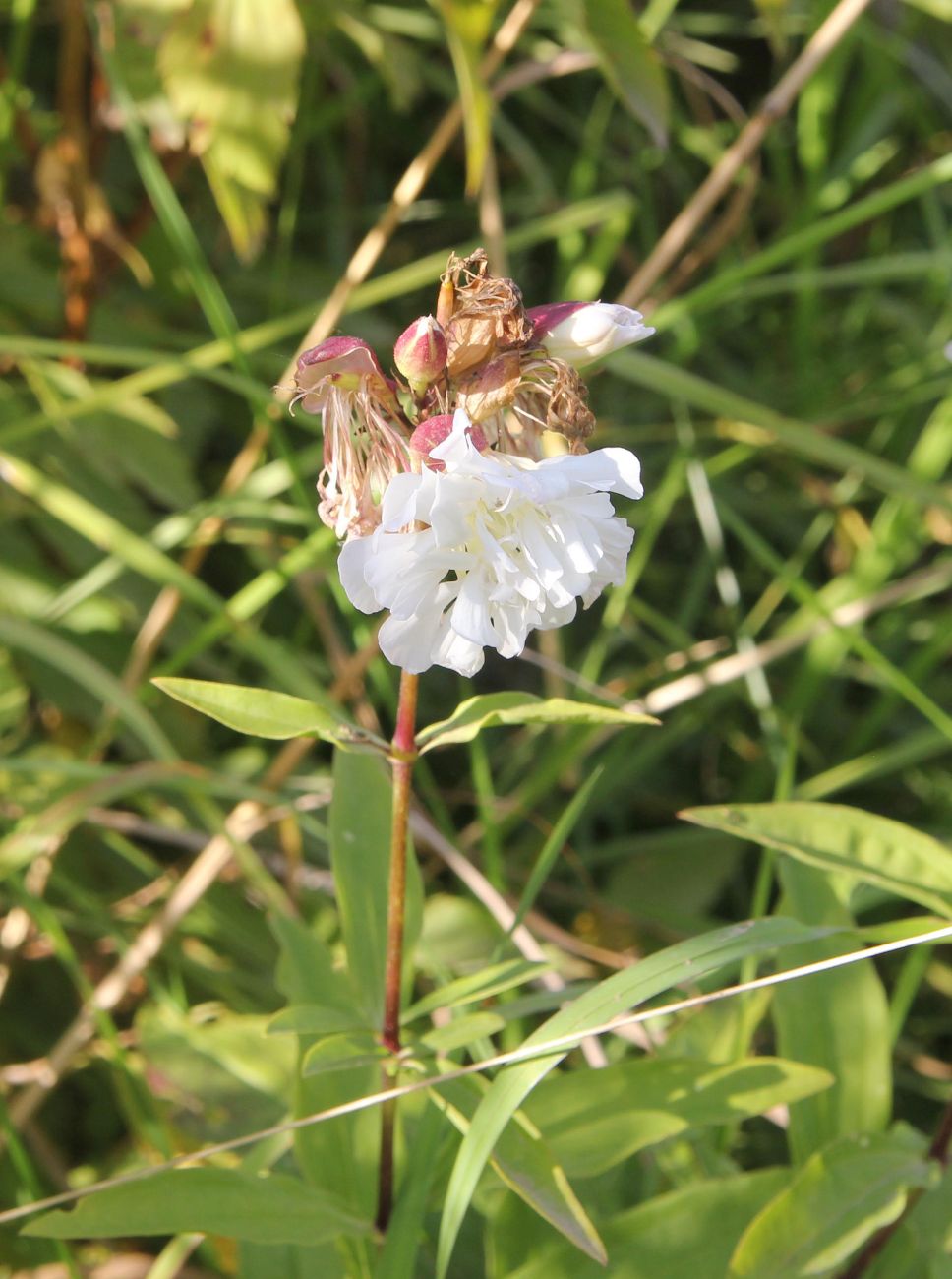 Image of Saponaria officinalis f. pleniflora specimen.