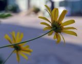 Euryops chrysanthemoides