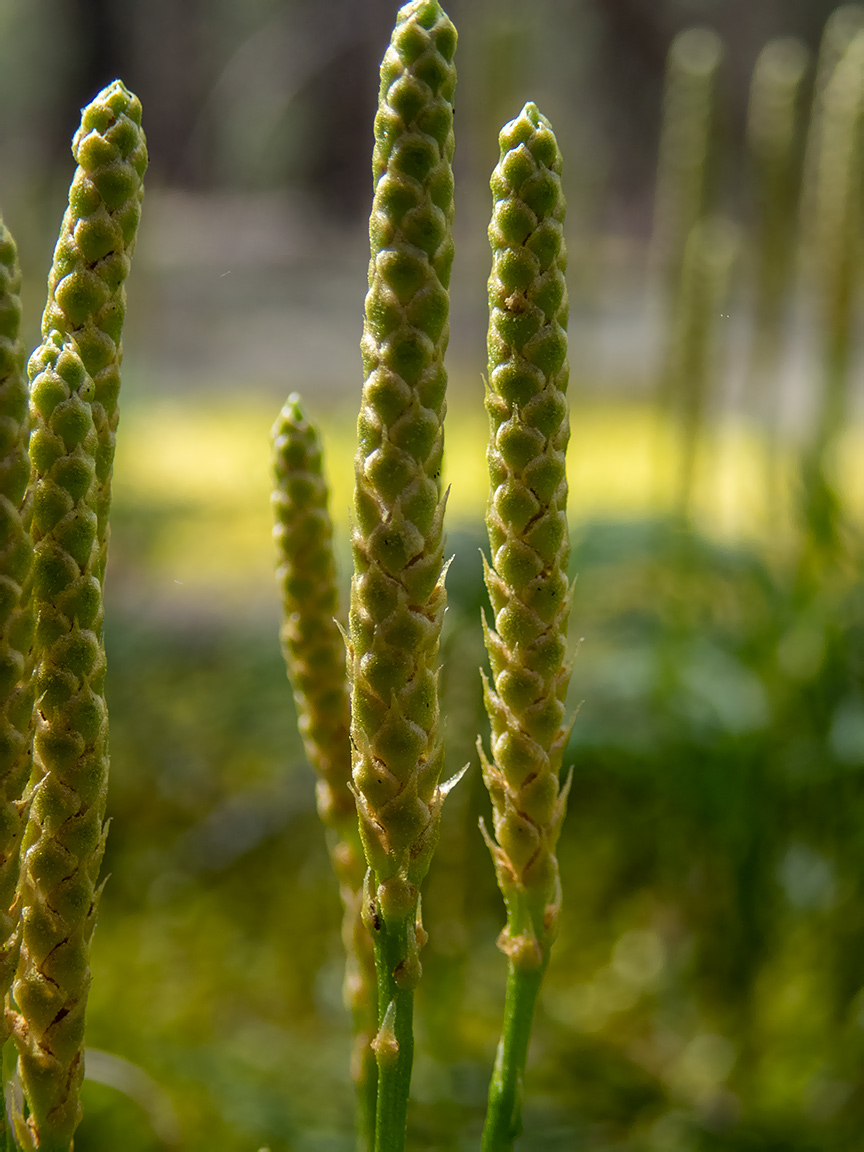 Image of Diphasiastrum complanatum specimen.