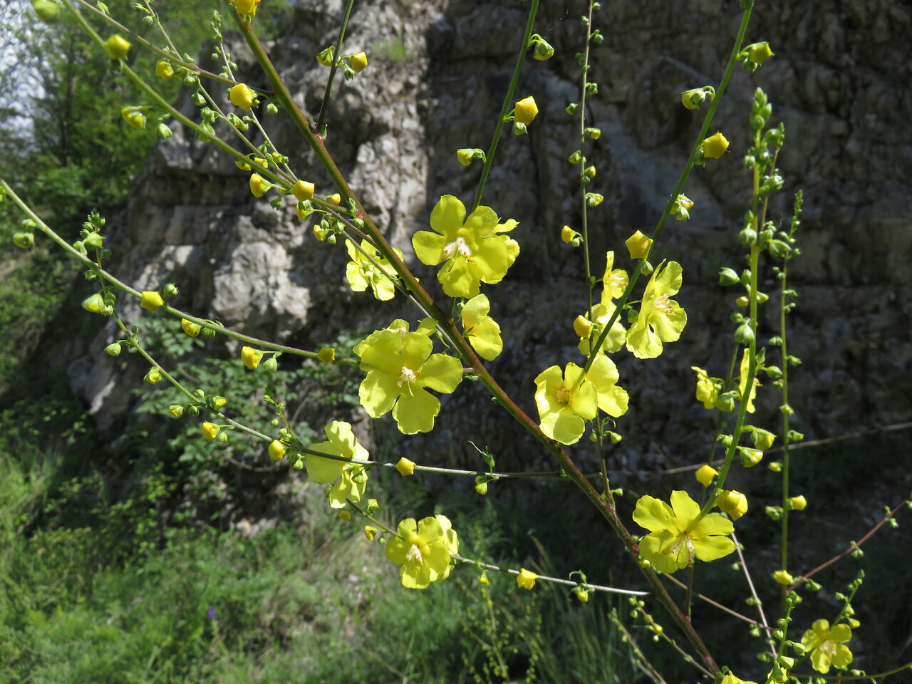 Изображение особи Verbascum nobile.