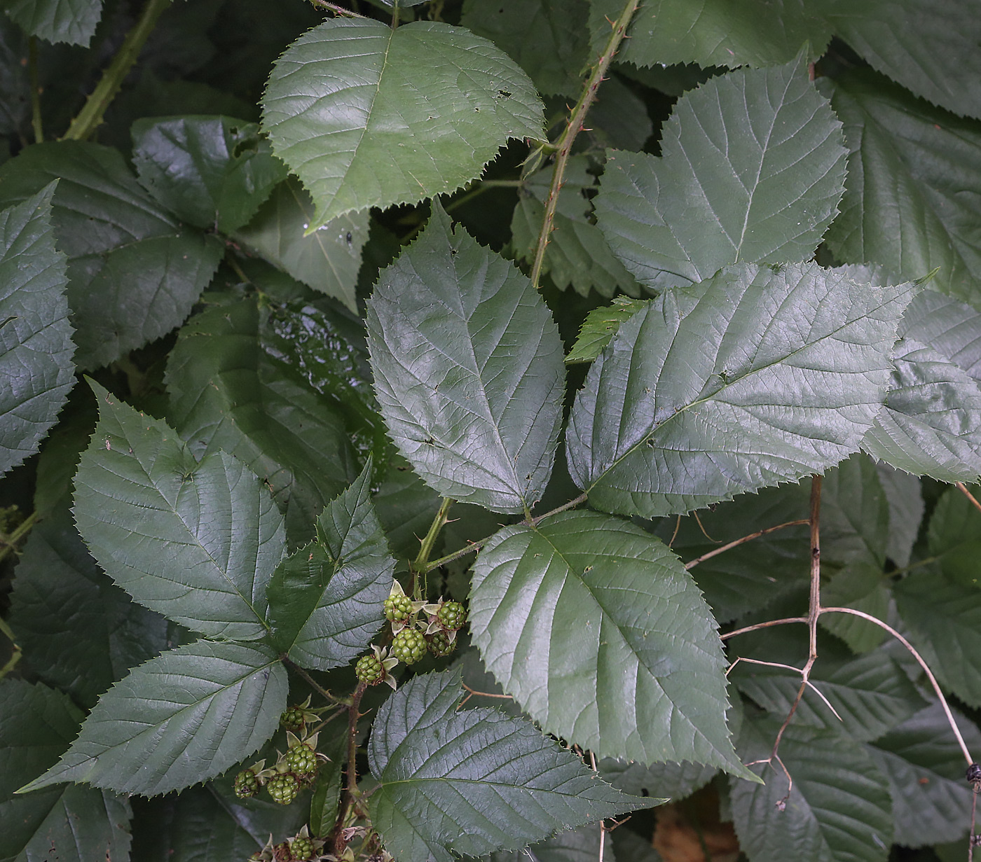 Image of Rubus sanctus specimen.