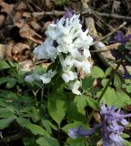 Corydalis solida