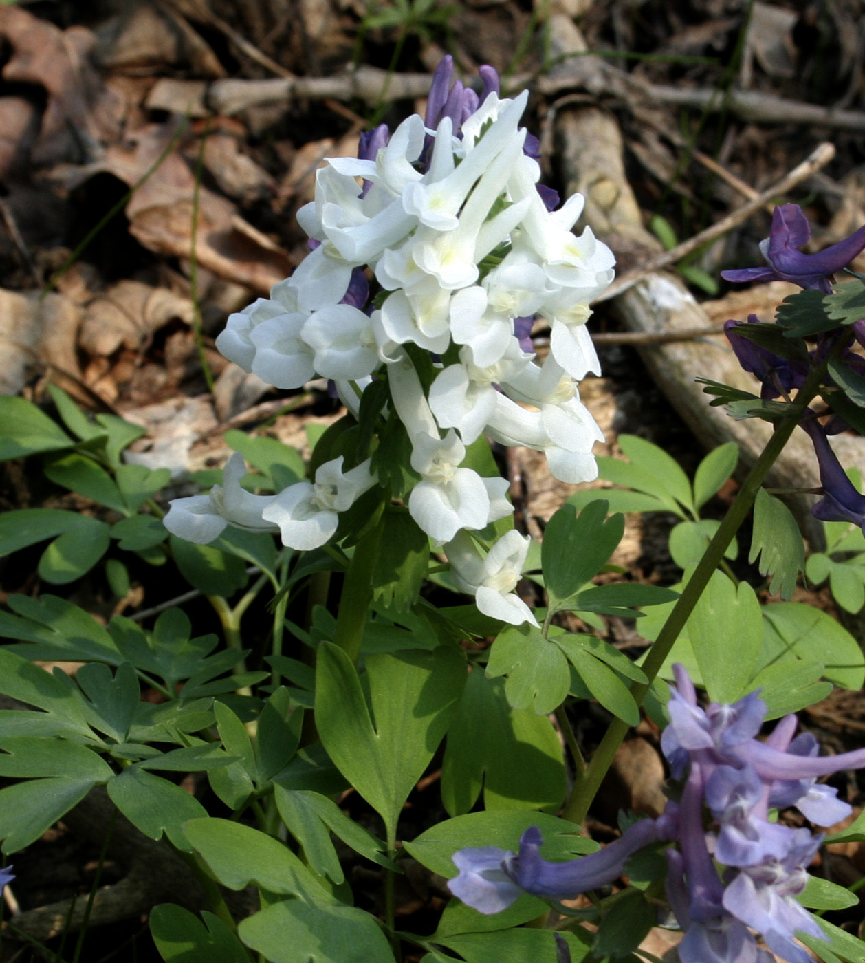 Изображение особи Corydalis solida.