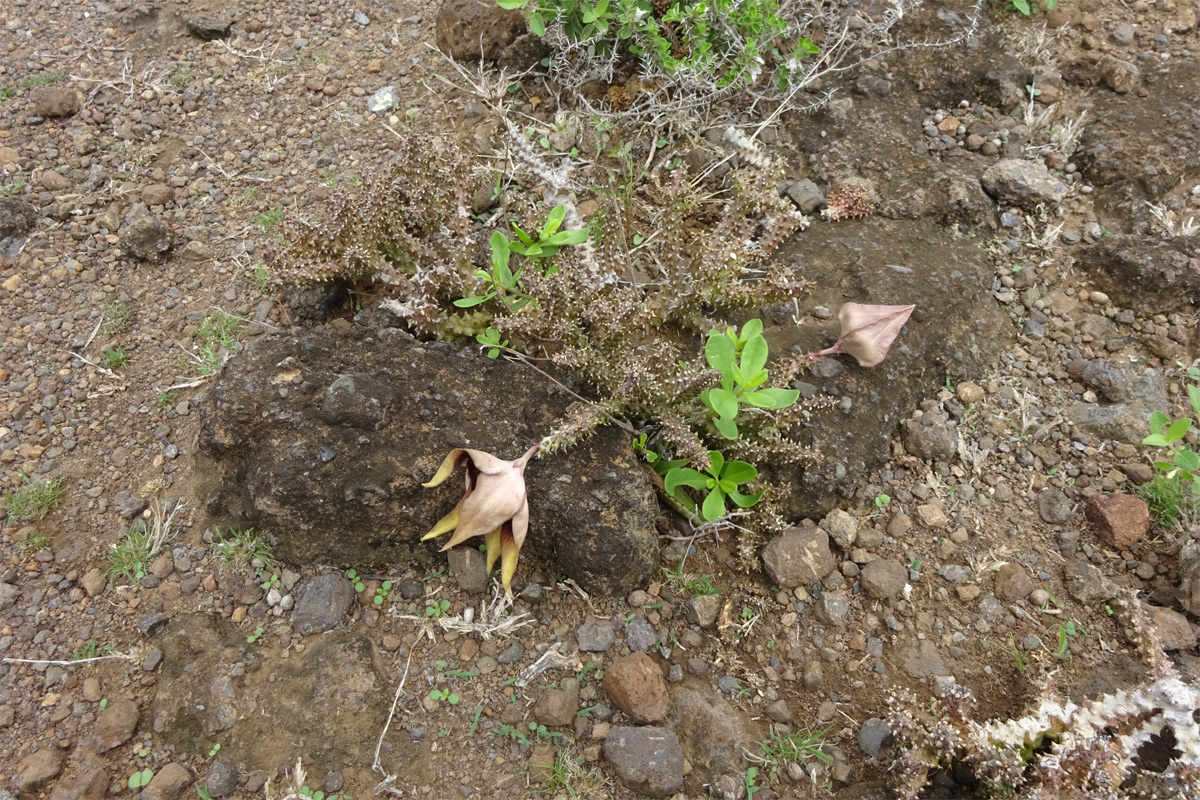 Изображение особи Edithcolea grandis.