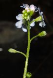 Myosotis palustris. Соцветие с бутонами, цветками и завязавшимися плодами. Республика Алтай, Чемальский р-н, берег ручья в горах на высоте около 800 м н.у.м. 14.09.2010.