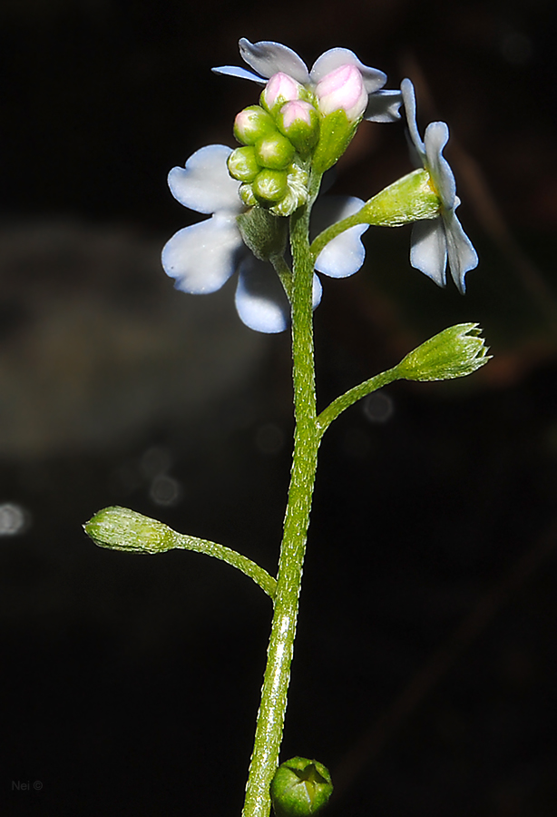 Изображение особи Myosotis palustris.