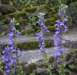 Lobelia siphilitica. Верхушки соцветий. Санкт-Петербург, Ботанический сад БИН РАН, альпийская горка, в культуре. 09.09.2020.