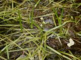 Sparganium natans