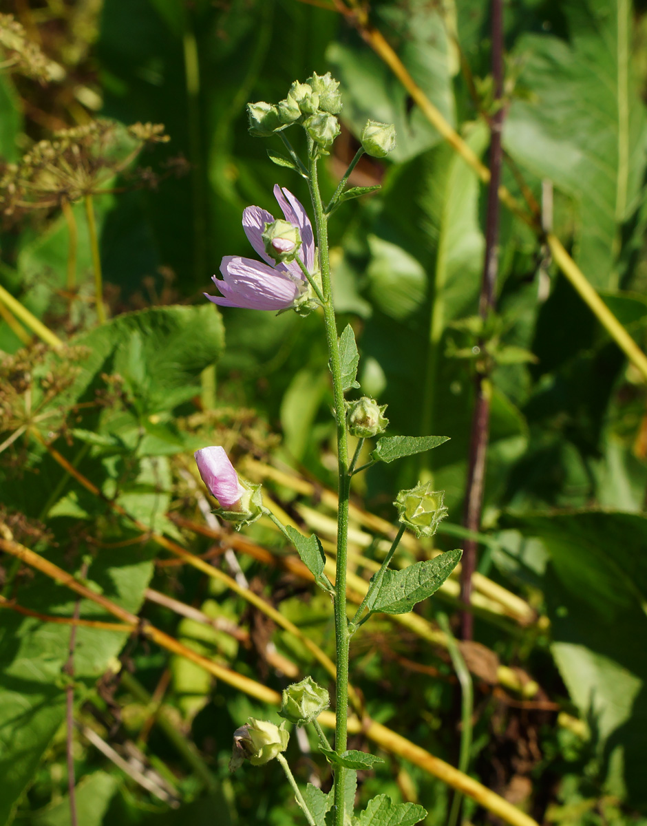 Image of Malva thuringiaca specimen.