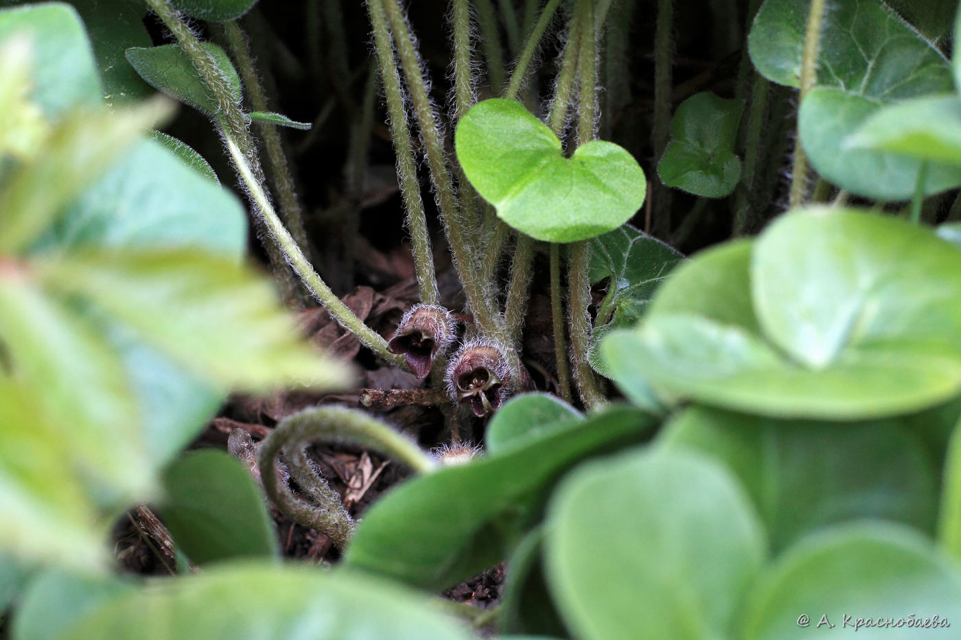 Изображение особи Asarum europaeum.