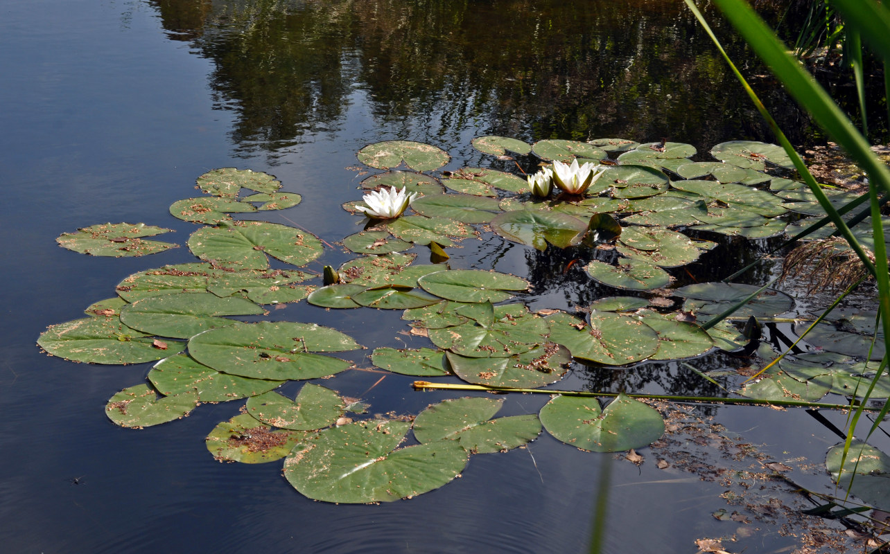 Image of Nymphaea candida specimen.