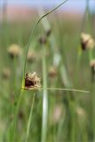 Bolboschoenus maritimus