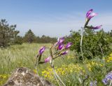 Astragalus subuliformis. Верхушки побегов с соцветиями. Краснодарский край, м/о г. Новороссийск, окр. пос. Верхнебаканский, гора Раевская, горная степь, в расщелине скалы. 18.05.2019.