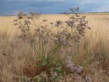 Limonium gmelinii