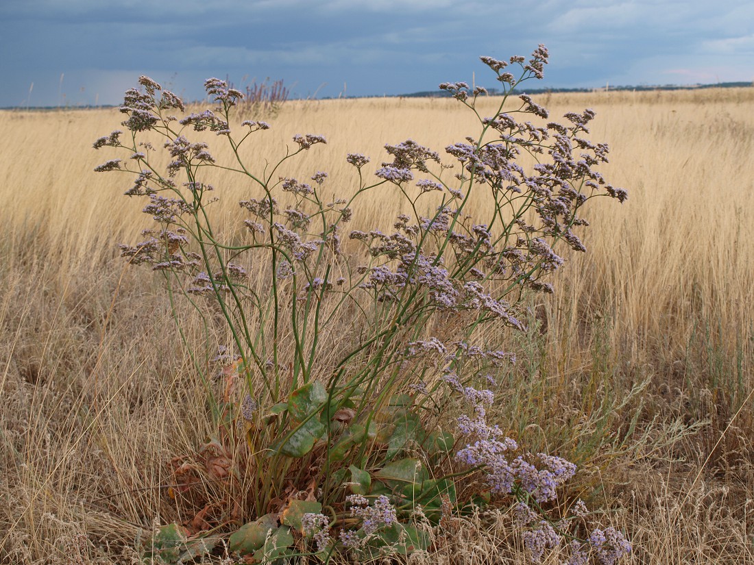 Image of Limonium gmelinii specimen.