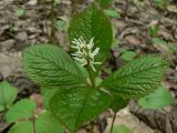 Chloranthus quadrifolius