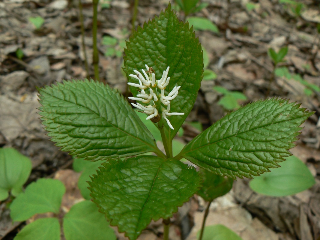 Изображение особи Chloranthus quadrifolius.