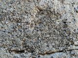 Aspicilia goettweigensis