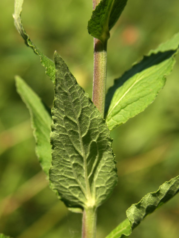 Изображение особи Campanula rapunculoides.