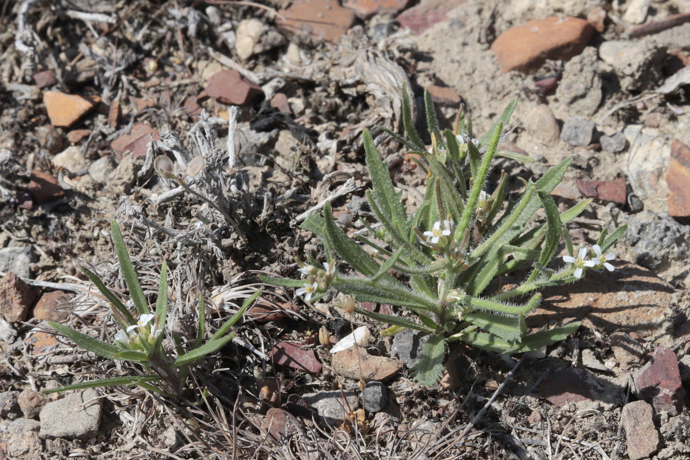 Image of Neotorularia torulosa specimen.