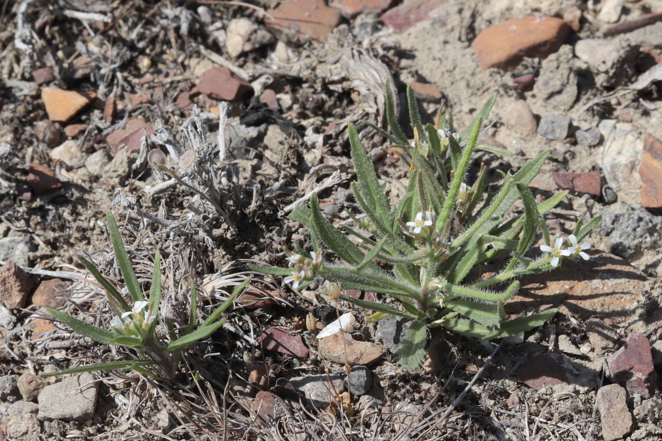 Image of Neotorularia torulosa specimen.