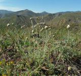 Anthemis sterilis