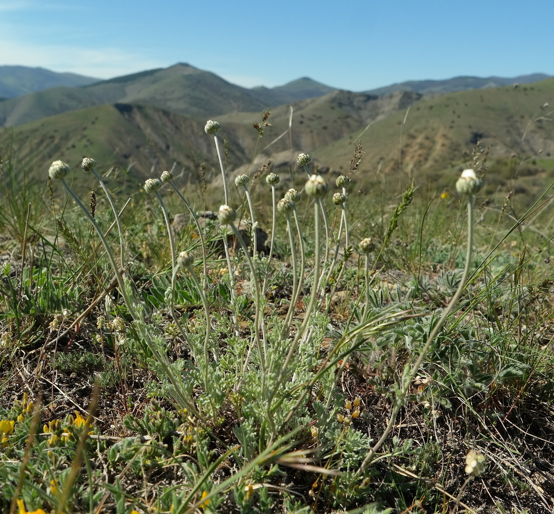 Image of Anthemis sterilis specimen.