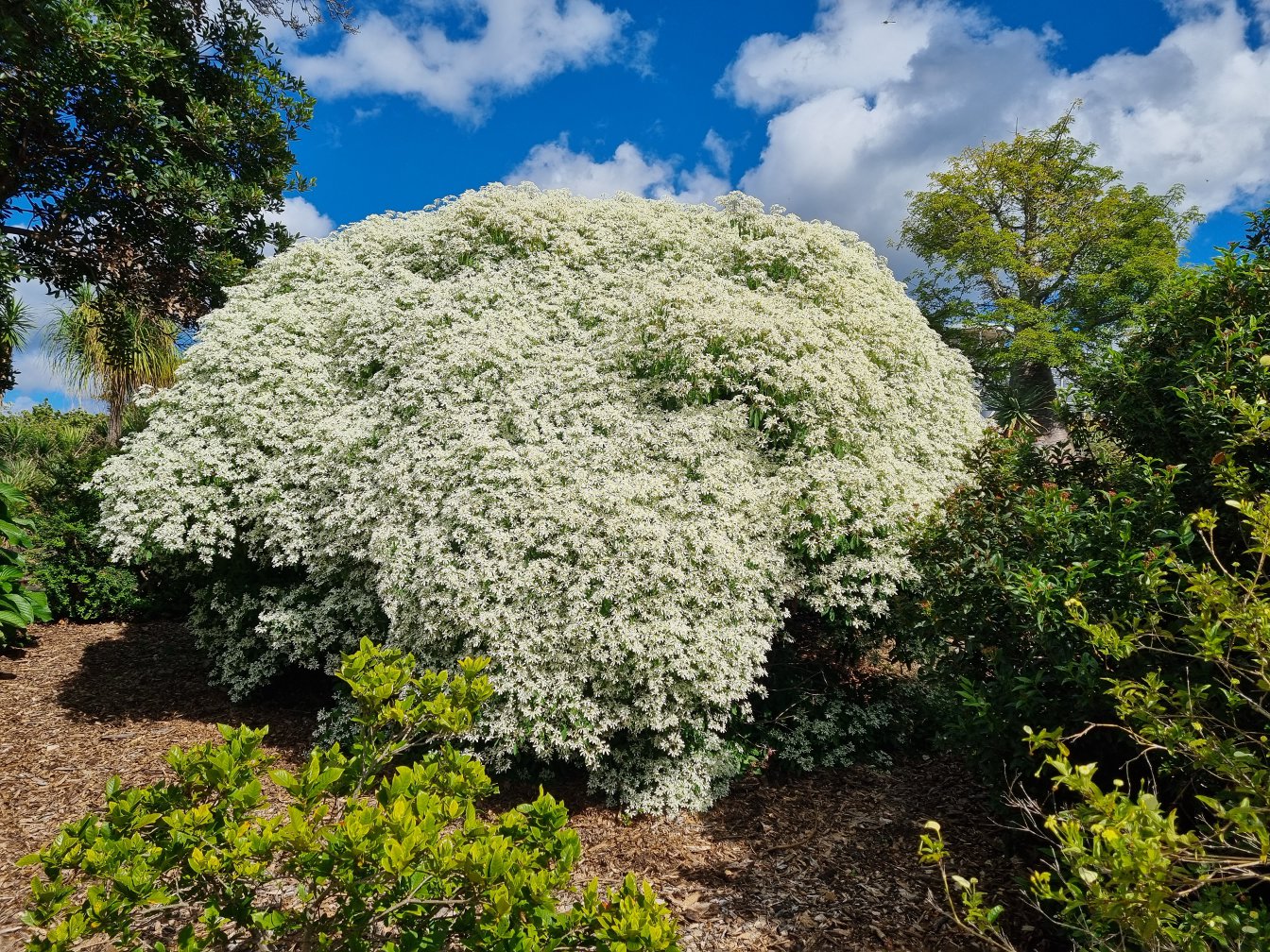 Изображение особи Euphorbia leucocephala.