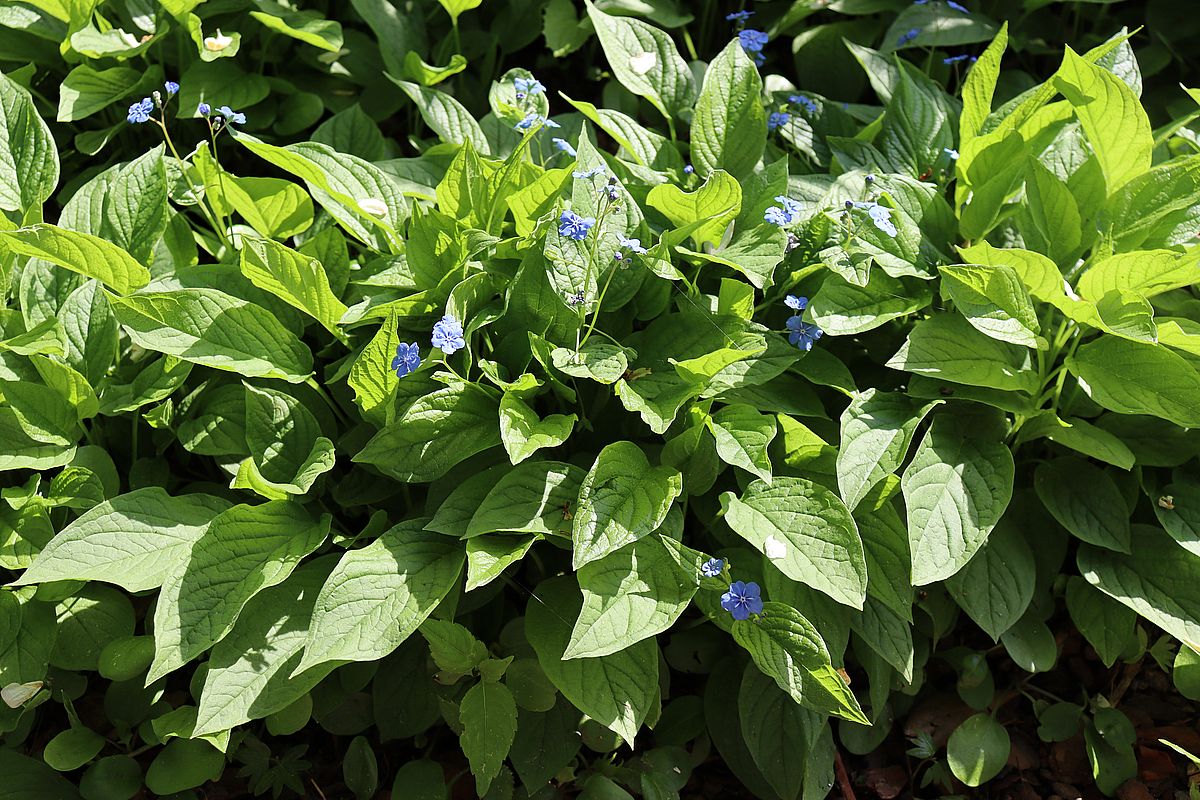 Image of Omphalodes verna specimen.