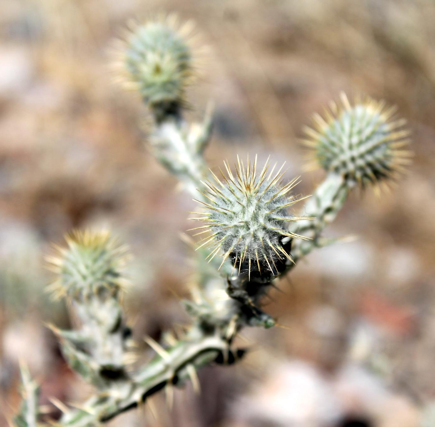 Изображение особи Cousinia perovskiensis.