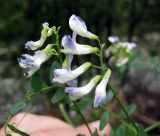 Vicia sylvatica. Соцветия. Украина, Ивано-Франковская обл., Надворнянский р-н, с. Максимец, берег р. Быстрица Надворнянская. 28 августа 2010 г.